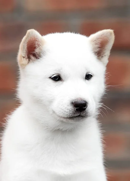 Retrato Cachorro Hokkaido Fundo Parede Tijolo — Fotografia de Stock