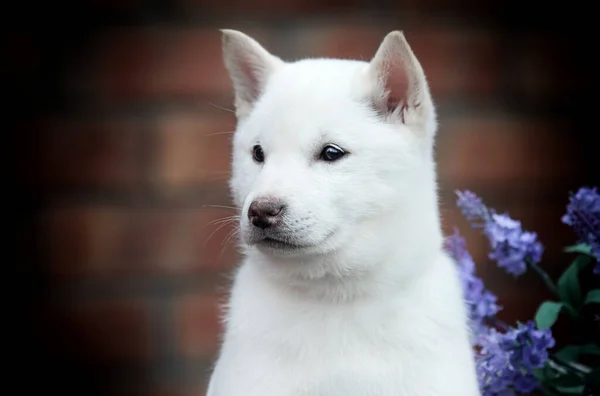 Hokkaido Yan Bakan Köpek Yavrusu Yetiştiriyor — Stok fotoğraf