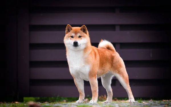 Shiba Inu Hund Ser Fremad - Stock-foto