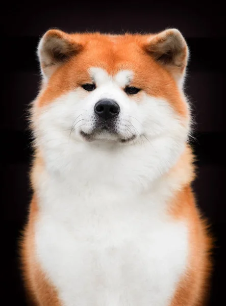 Портрет Японской Собаки Акиты — стоковое фото