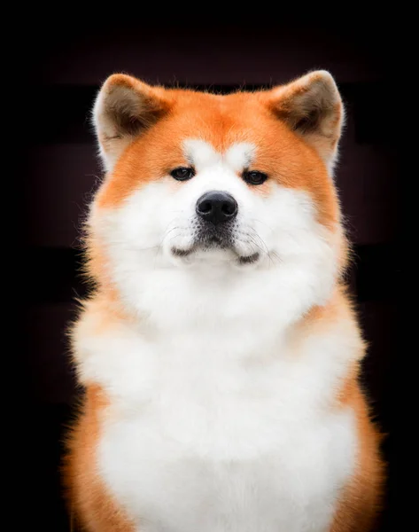 Портрет Японской Собаки Акиты — стоковое фото