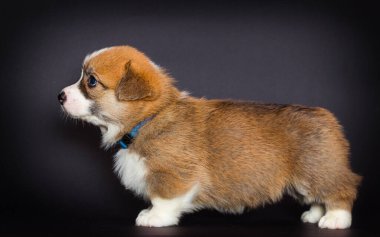 Kırmızı Galli mantar yavrusu bir rafta yan duruyor.