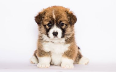 Beyaz arka planda Galli mantar yavrusu