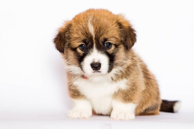 Beyaz arka planda Galli mantar yavrusu