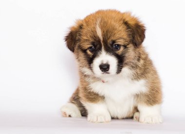 Beyaz arka planda Galli mantar yavrusu