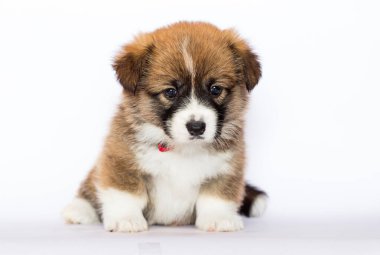 Beyaz arka planda Galli mantar yavrusu