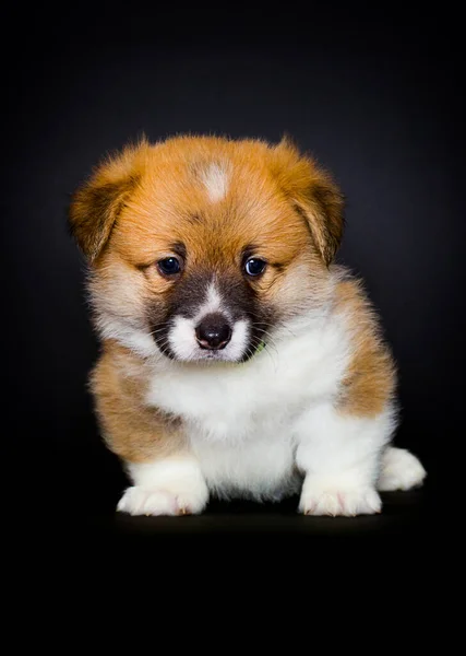 Merah Welsh Corgi Puppy Duduk Latar Belakang Hitam — Stok Foto