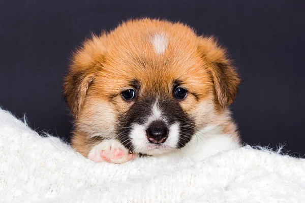 在蓬松的毛毯中的威尔什 科吉小狗 — 图库照片