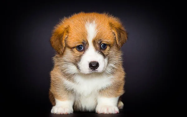 Red Welsh Corgi Puppy Sitting Black Background — Stock Photo, Image