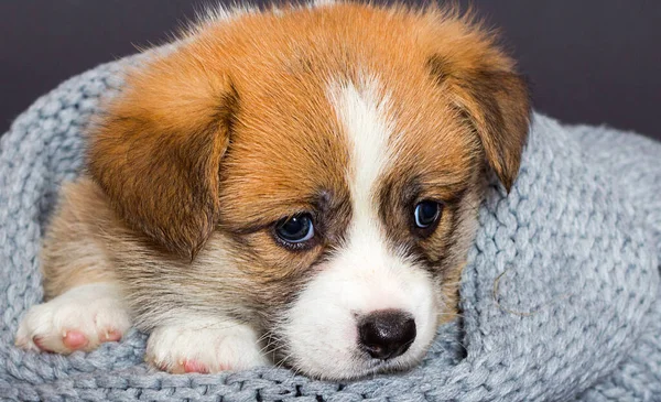 Triste Galês Filhote Cachorro Corgi Encontra Cobertor — Fotografia de Stock