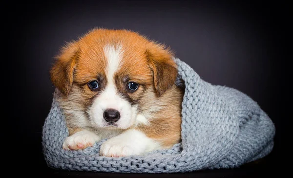 Trauriger Walisischer Corgi Welpe Liegt Einer Decke — Stockfoto