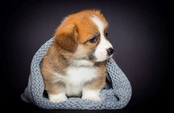 Trauriger Walisischer Corgi Welpe Liegt Einer Decke — Stockfoto