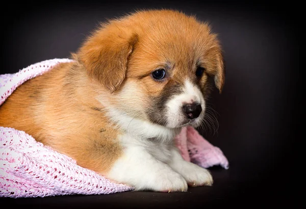 Trauriger Walisischer Corgi Welpe Liegt Einer Decke — Stockfoto