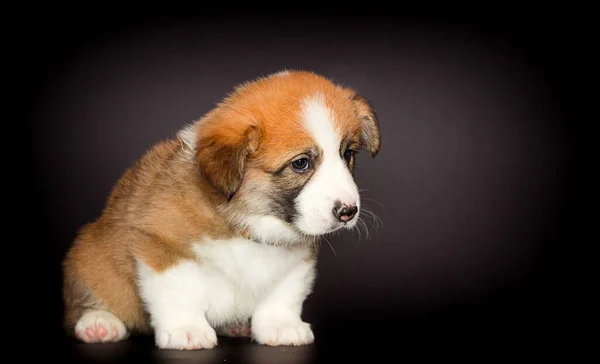 Ingwer Welscher Corgi Welpe Schaut Seitwärts — Stockfoto