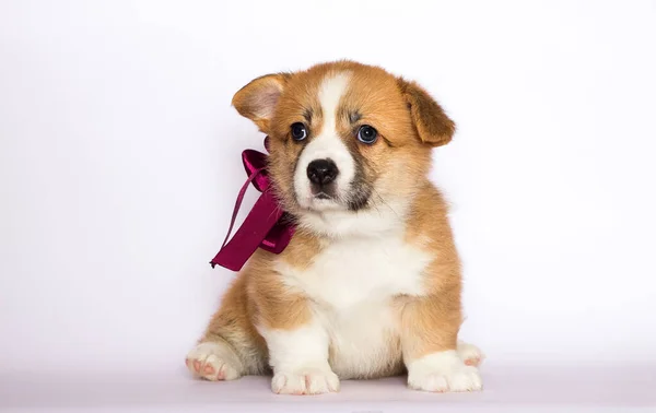 Welsh Corgi Puppy Met Een Strik Een Witte Achtergrond — Stockfoto