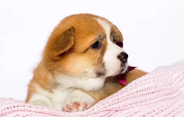 在白色背景上的毛毯中的科吉犬 — 图库照片