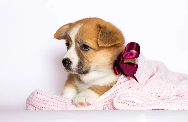 Galés Corgi Cachorro Descansando Una Manta Rosa —  Fotos de Stock