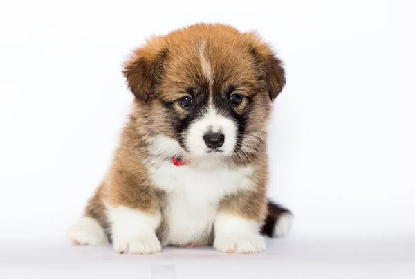 Galés Corgi Cachorro Sobre Fondo Blanco — Foto de Stock