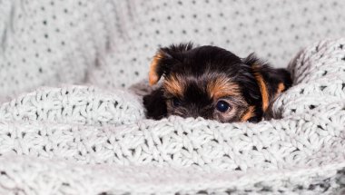 Küçük Yorkshire Teriyeri Gri bir yatak örtüsünün üzerinde