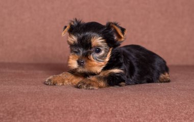 Küçük Yorkshire Teriyeri köpek yavrusu