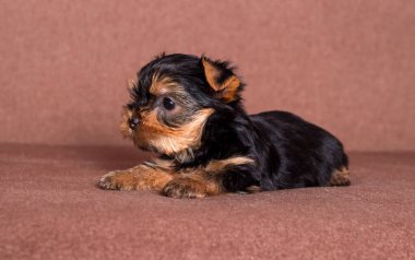 Küçük Yorkshire Teriyeri köpek yavrusu