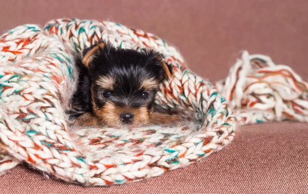 Küçük Yorkshire Teriyeri Köpek Yavrusu — Stok fotoğraf