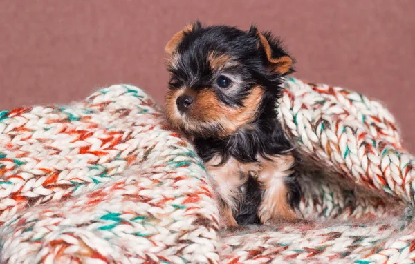 Küçük Yorkshire Teriyeri Köpek Yavrusu — Stok fotoğraf