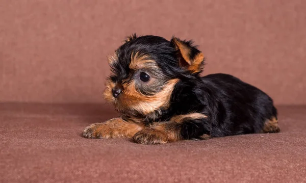 Küçük Yorkshire Teriyeri Köpek Yavrusu — Stok fotoğraf