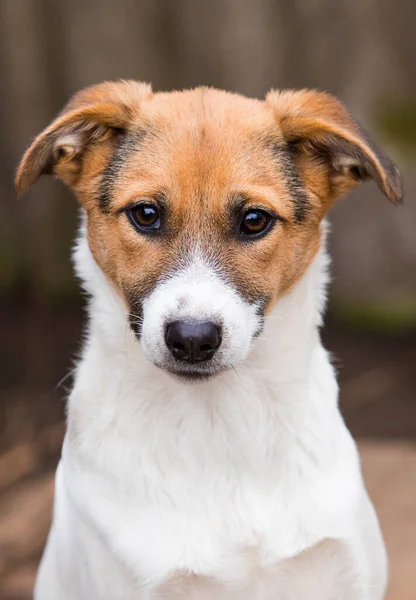 Triste Muselière Chien Bâtard Regardant Caméra — Photo