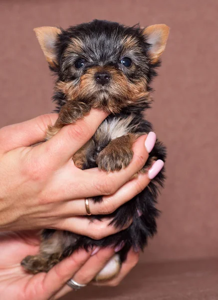 Yorkshire Teriyer Köpeği Ellerinde — Stok fotoğraf