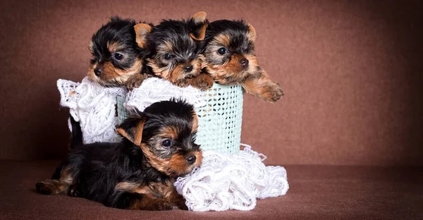 Yorkshire Terrier Welpe Einem Korb — Stockfoto