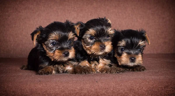 Gruppe Von Yorkshire Terrier Welpen Beobachten — Stockfoto