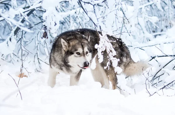 Pies Śniegu Zimie Alaskan Malamute — Zdjęcie stockowe