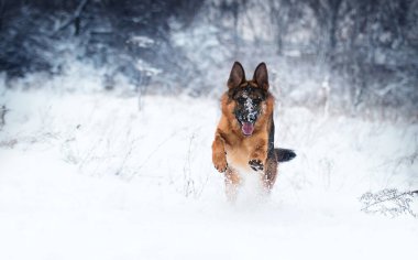 Kışın kardaki köpek, Alman çoban köpeği