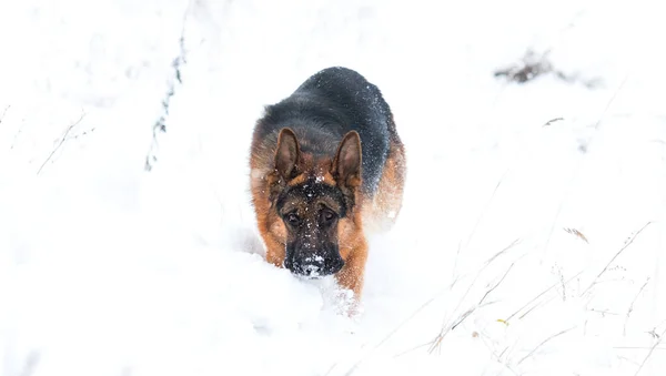 Cão Neve Inverno Pastor Alemão — Fotografia de Stock