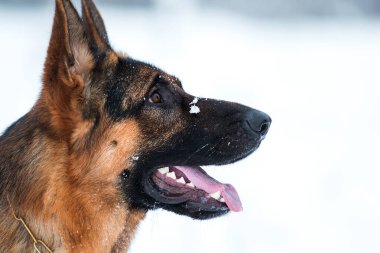 Kışın kardaki köpek, Alman çoban köpeği