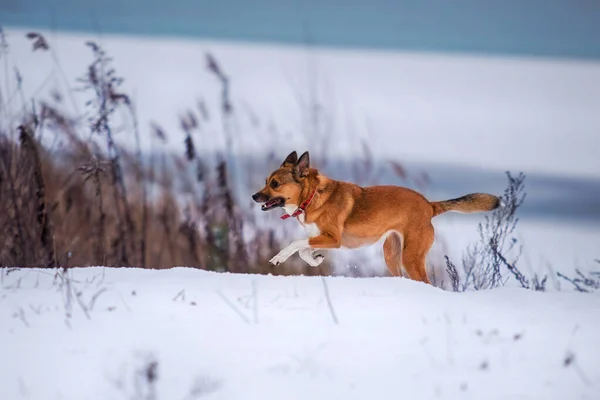 Cão Vermelho Correndo Neve — Fotografia de Stock