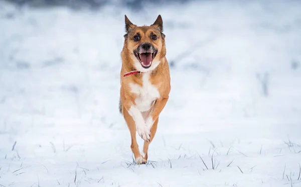 Cane Rosso Che Corre Nella Neve — Foto Stock