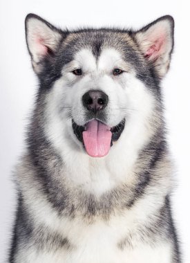 Beyaz arkaplanda malamute köpek ağızlığı