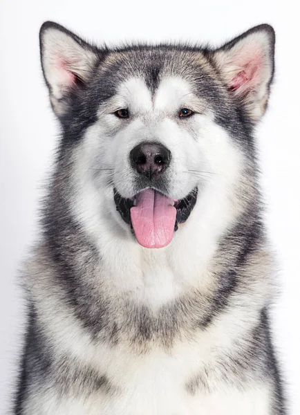 Malamute Honden Muilkorf Witte Achtergrond — Stockfoto
