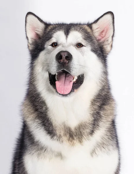 Malamute Pies Kaganiec Białym Tle — Zdjęcie stockowe