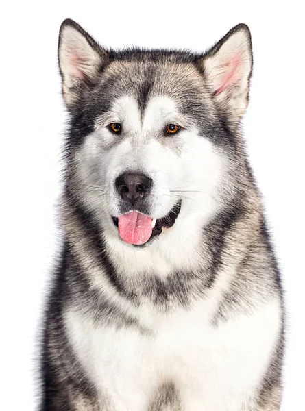 Porträt Eines Hundes Malamute Auf Weißem Hintergrund — Stockfoto