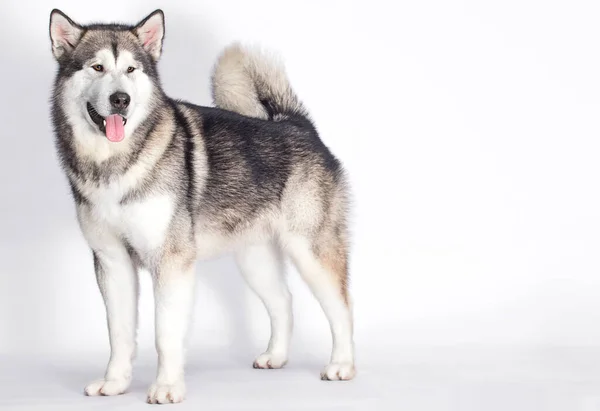 Malamute Kutya Áll Egy Fehér Háttér — Stock Fotó