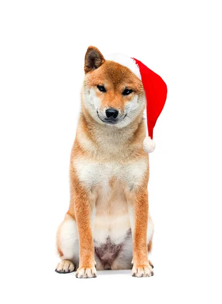 白地に柴犬とクリスマスの帽子 — ストック写真