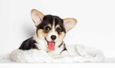Diliyle gülümseyen köpek yavrusu.