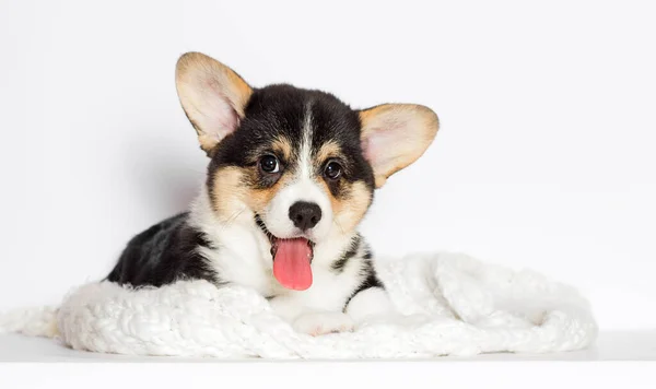 Cachorrinho Sorrindo Com Língua Galês Corgi — Fotografia de Stock