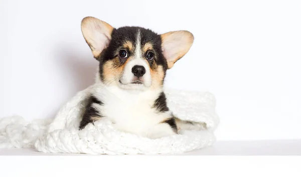 Roztomilé Štěně Welsh Corgi Tricolor Při Pohledu Bílém Pozadí — Stock fotografie