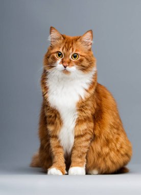 Zencefilli tekir kedi gri arka planda oturur.