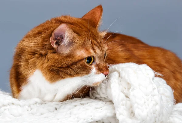 Ingwer Tabby Katze Auf Einem Weichen Bett — Stockfoto