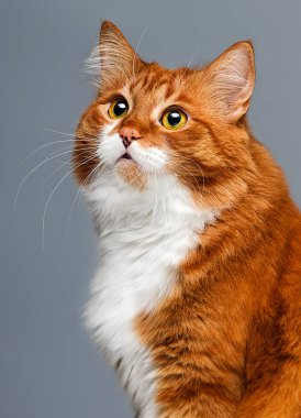 Gri arkaplanda zencefilli tekir kedi.